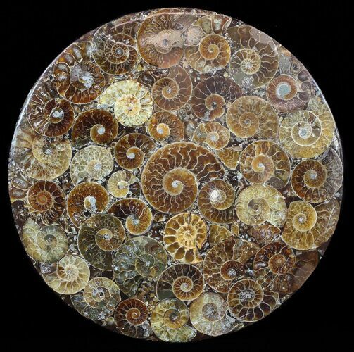 Composite Plate Of Agatized Ammonite Fossils #57736